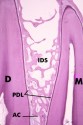 histo138_asm.jpg
 (4549 bytes)