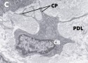 histo115a2_sm.jpg
  (5075 bytes)