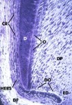 histo91Aa2_sm.jpg

 (9174 bytes)