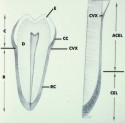 histo93Aa2_sm.jpg
 (4218 bytes)