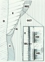 histo96a2_sm.jpg
  (4974 bytes)