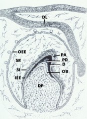histo49a_sm.jpg


 (19798 bytes)