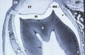 histo50A1a_sm.jpg




  (8546 bytes)