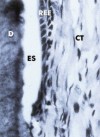 histo50A3a_sm.jpg




  (6027 bytes)