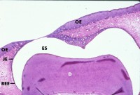 histo55a_sm.jpg




 (9114 bytes)