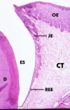 histo56a_sm.jpg




 (9581 bytes)