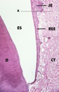 histo57a_sm.jpg (8281 bytes)