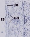 histo59a_sm.jpg




 (6101 bytes)
