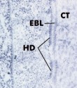 histo60a_sm.jpg




 (5665 bytes)